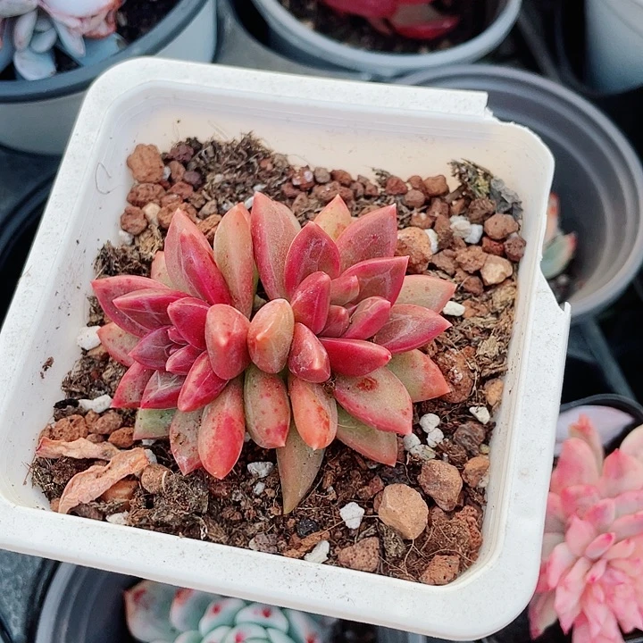 迷雾泡泡15.8一盆5885555555