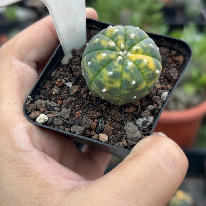9950散斑锦好养皮实