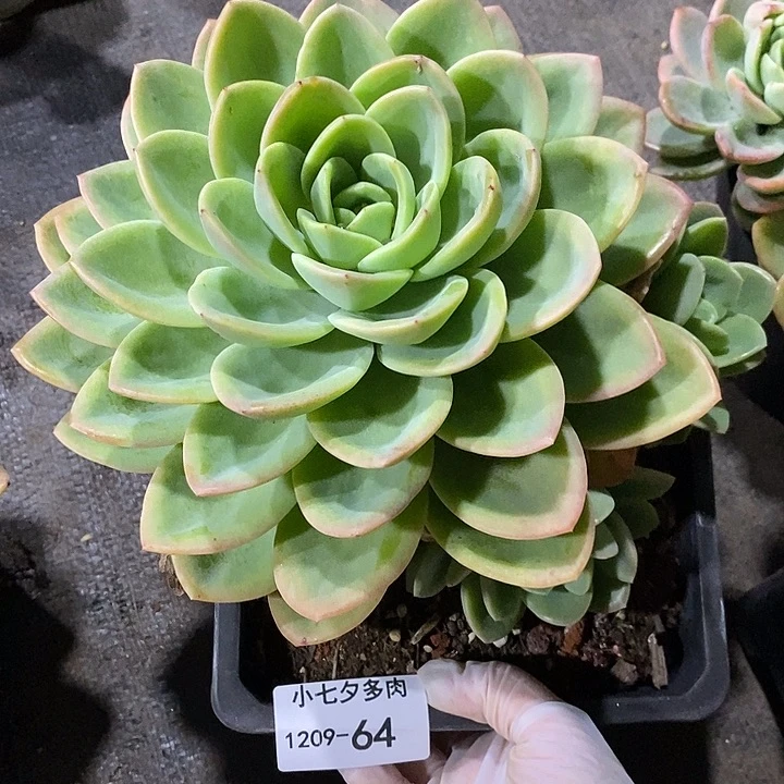 用***寒小七夕多肉柠檬茶64