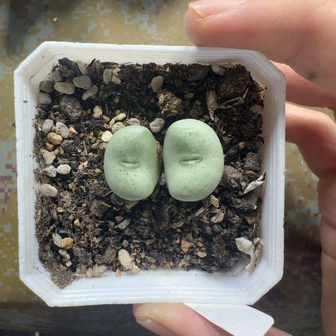 988。双头大饼一颗。有瑕疵 带盆发货