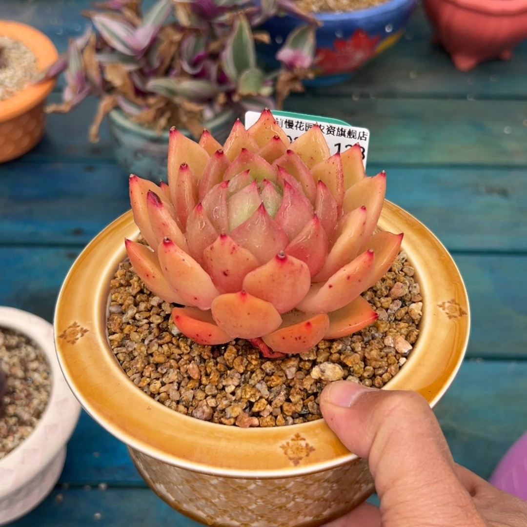 多肉一物一拍0203-138