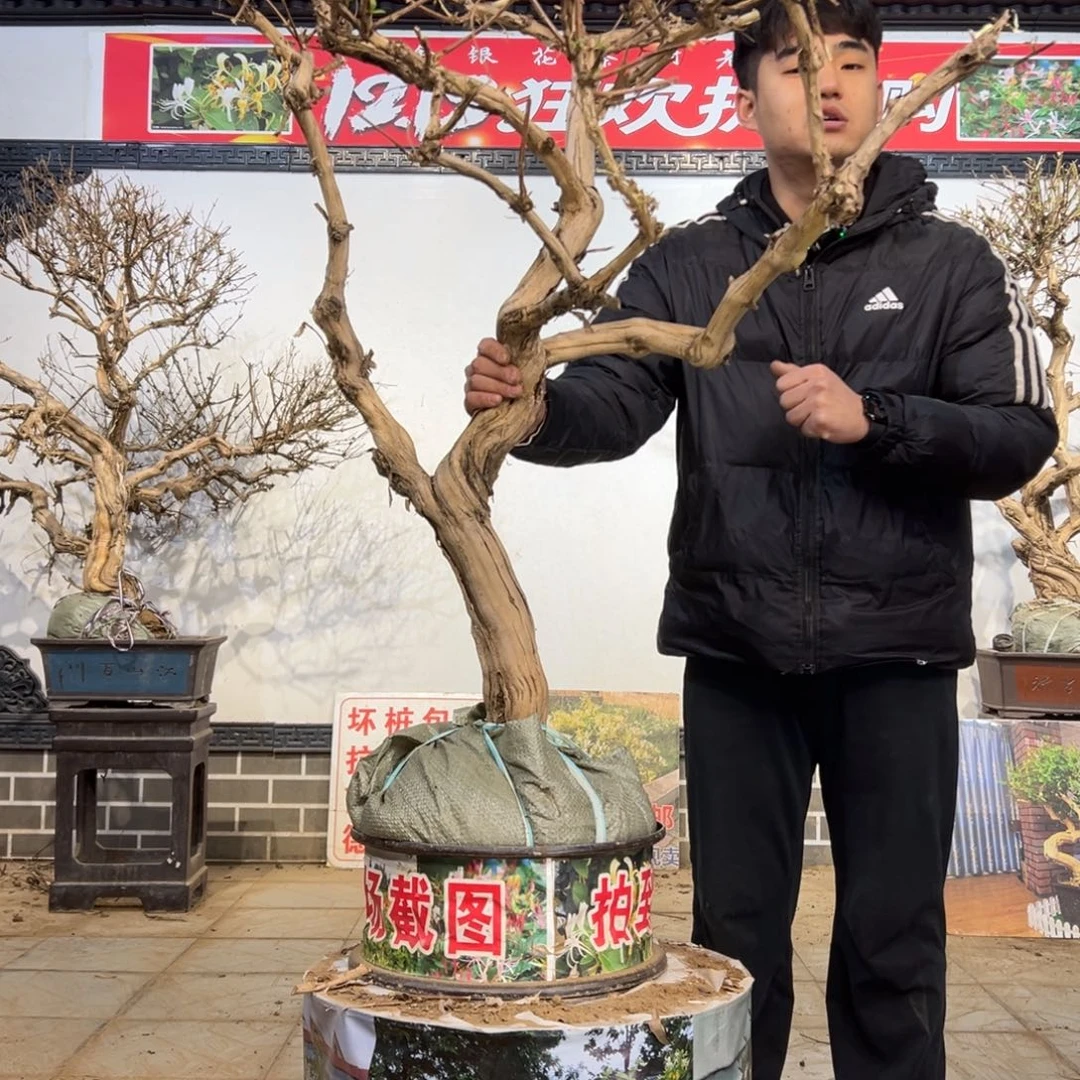 无花朵金银珠宝开花55855555