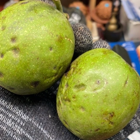 吊坠文玩核桃不***了青皮核桃