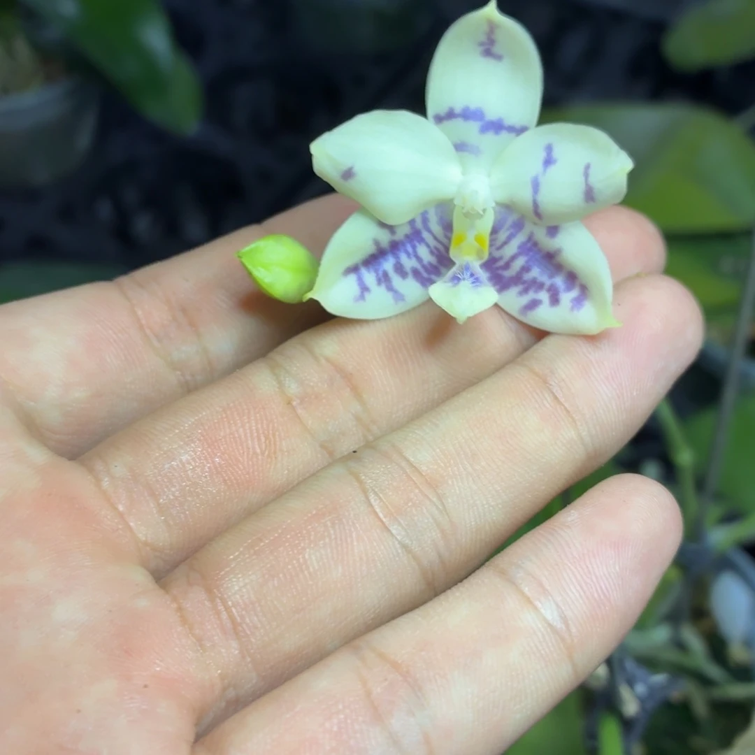 当前无花朵，栽培后可花朵l628瑕疵三寸柳林