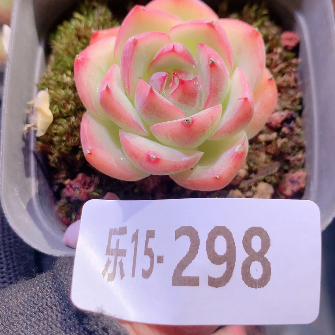 乐然15-298 粉水晶