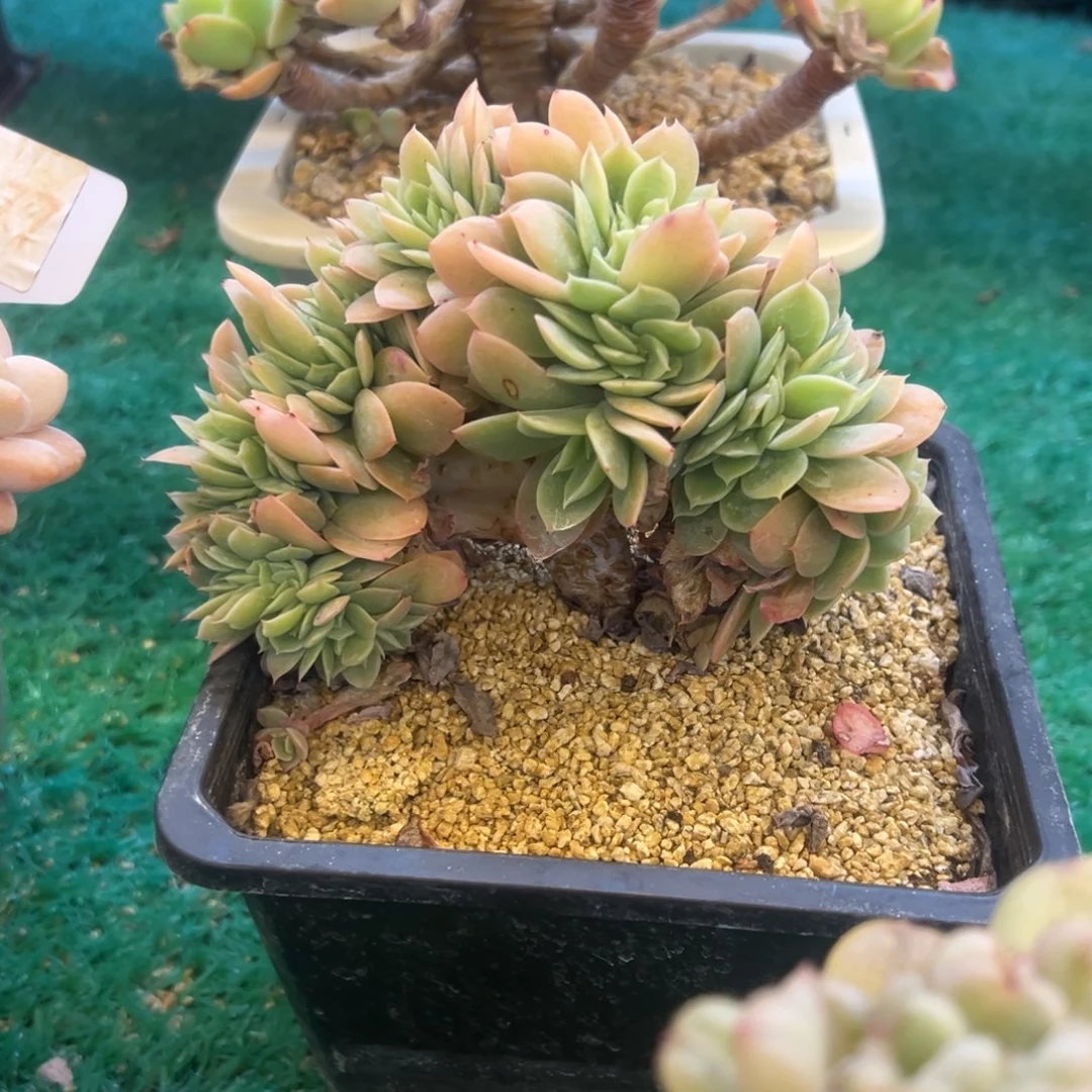 厚叶丝绸板子缀，，，，，，，，