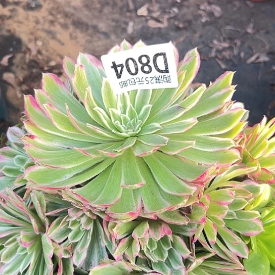 招*喵多肉植物一个