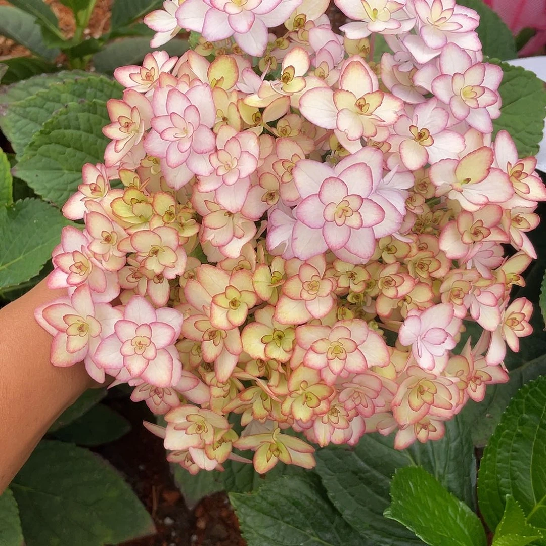 绣球切花一物一拍3枝起包邮，32