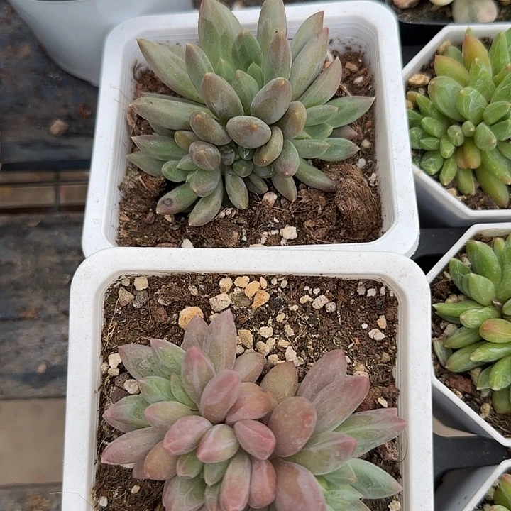 青蛙王子儿童牙膏111