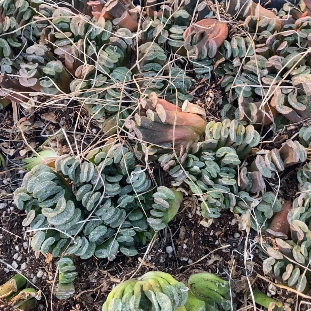 1718 一颗实生小玉扇 整点福利