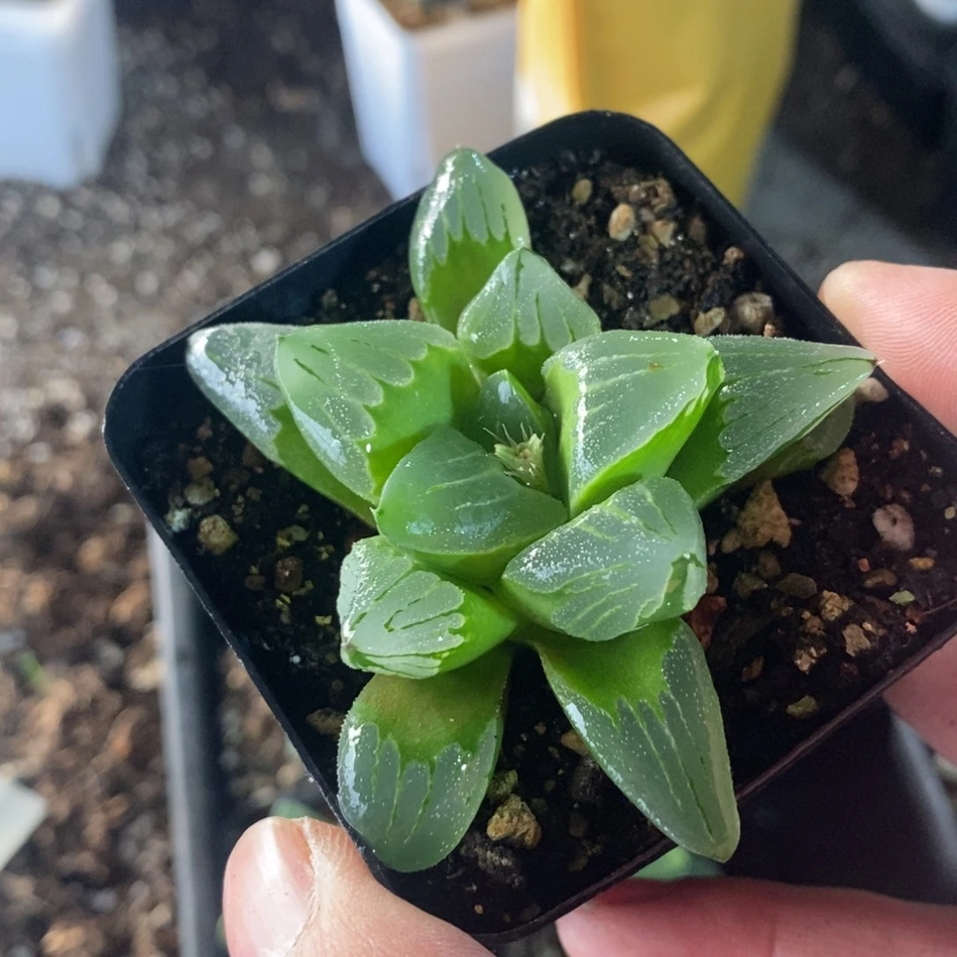 冰城一颗 整点福利