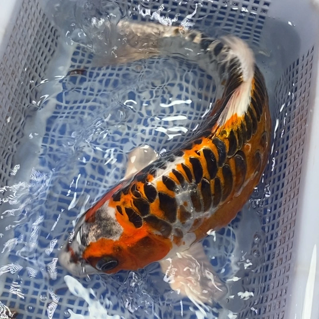 锦鲤冷水锦鲤包邮