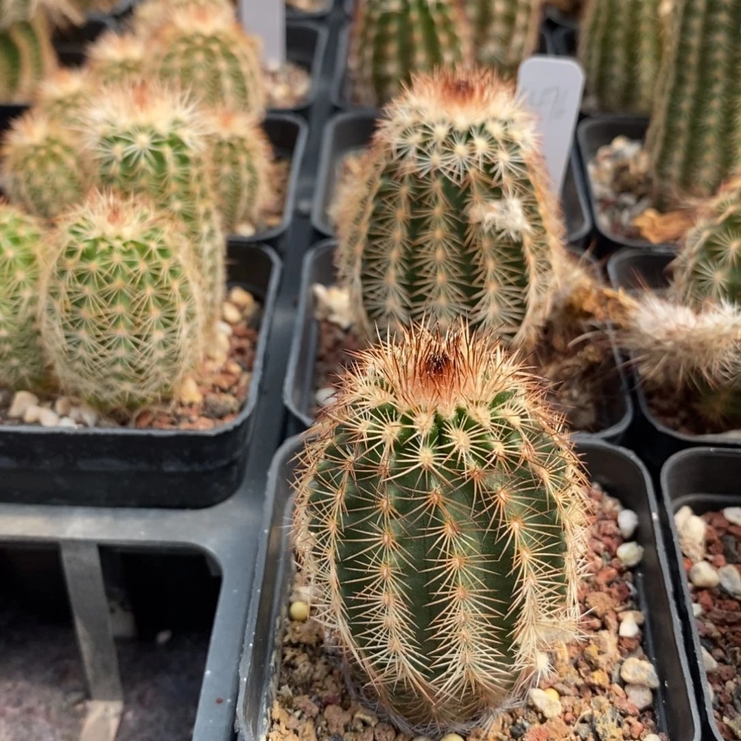 折墨虾实生一颗脱盆发