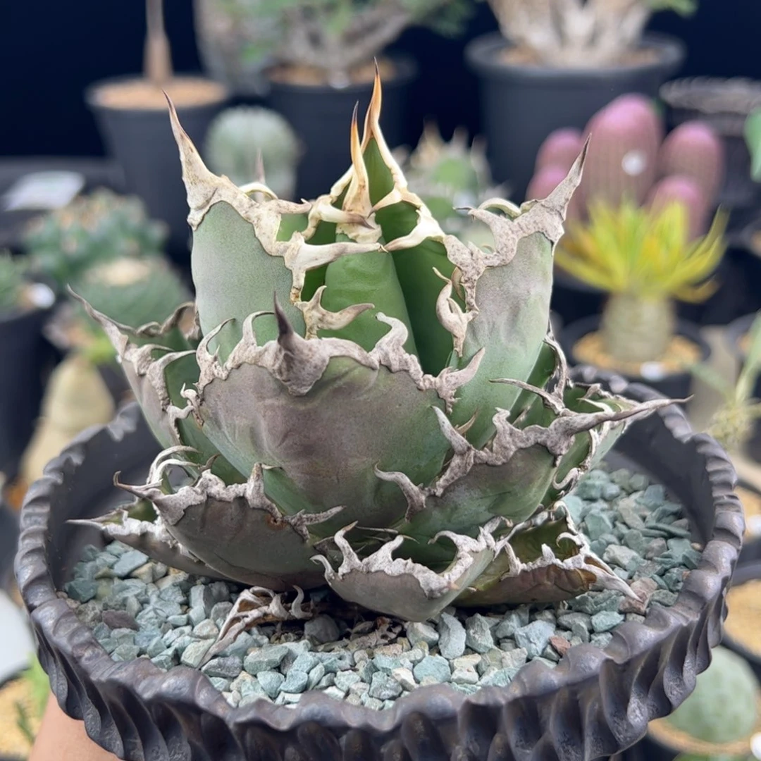 凯撒龙舌兰一物一拍