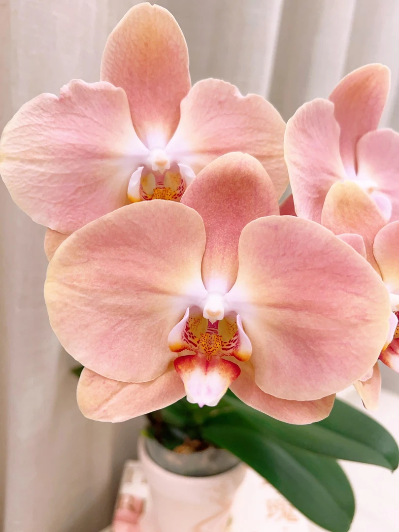 《大白纱》蝴蝶兰桌面阳台盆栽花卉