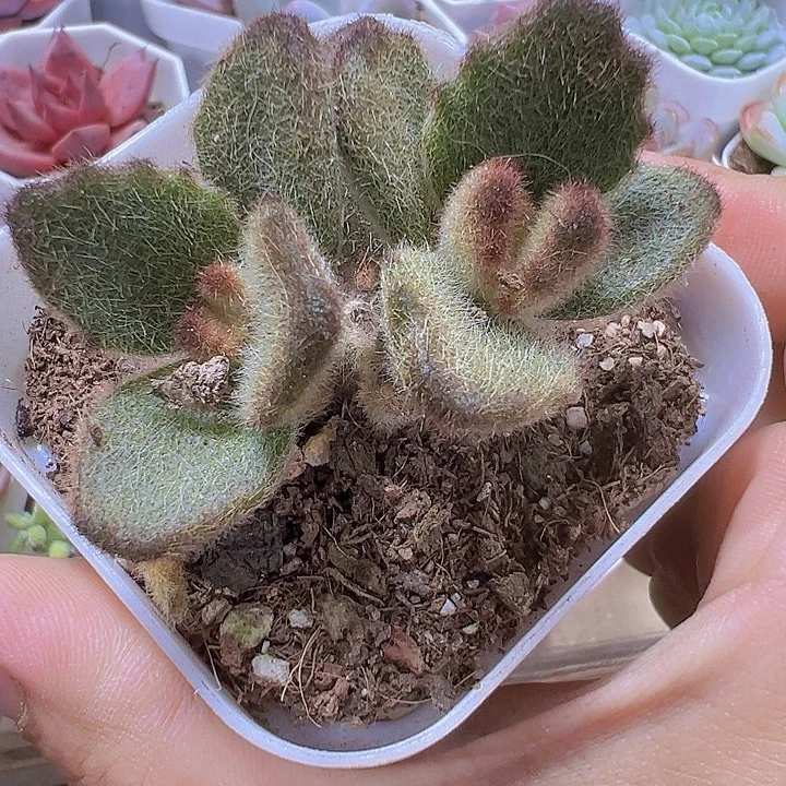 泰迪熊19包邮多肉植物