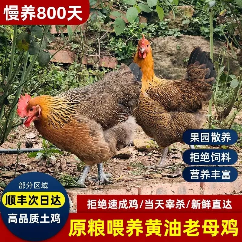 【散养老母鸡土鸡】农村生态山林散养黄油老母鸡土鸡毛重4斤净重3斤