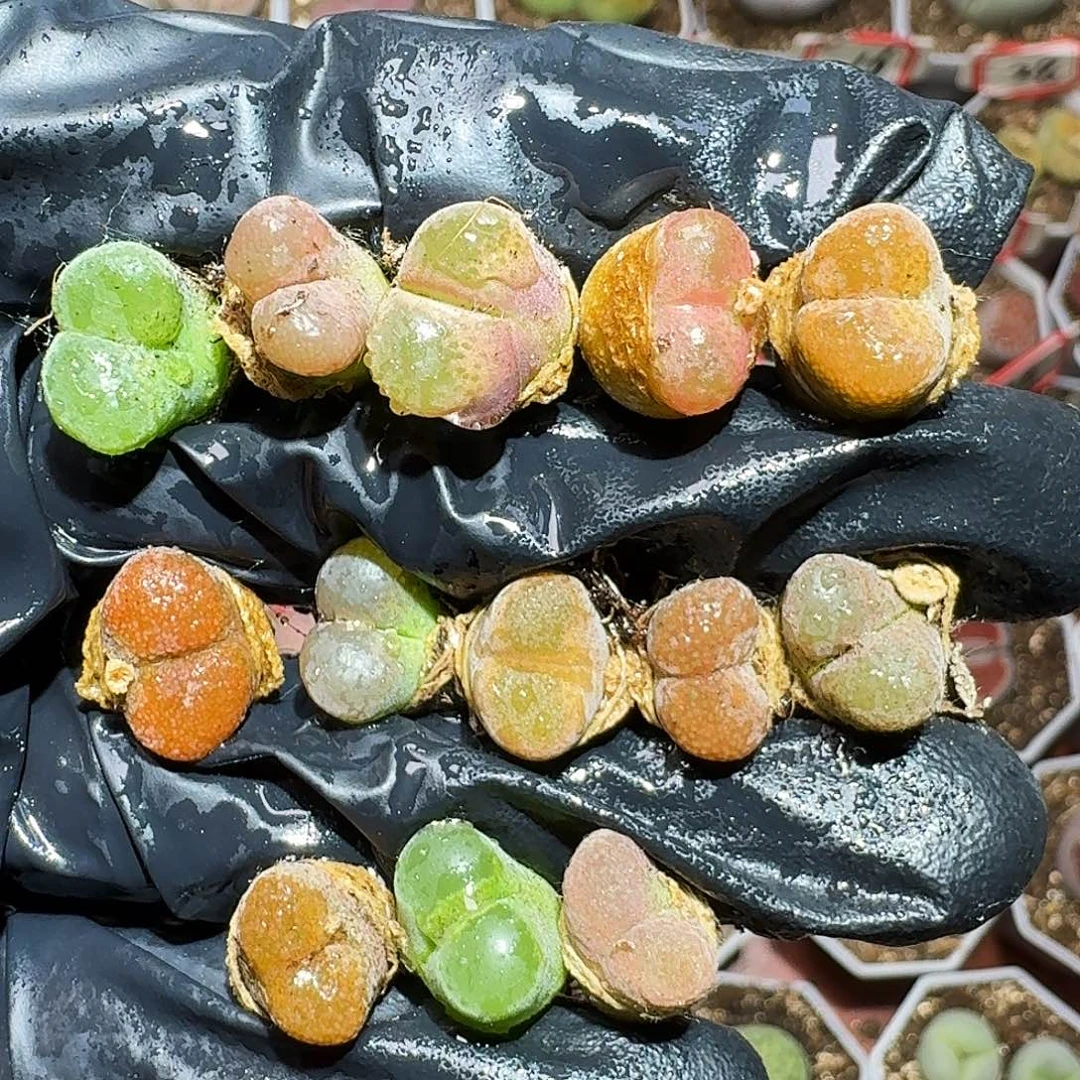 生石花等1111111。  219