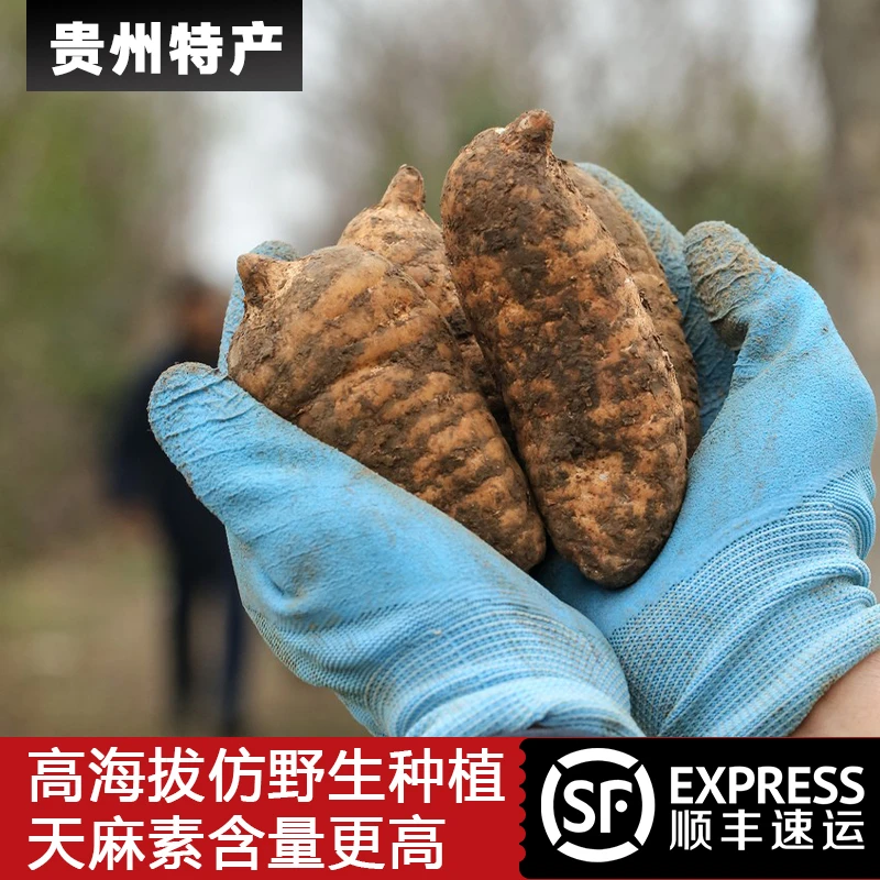 贵州高海拔乌天麻云南小草坝新鲜天麻仿野生三年种植手工炖鸡煲汤