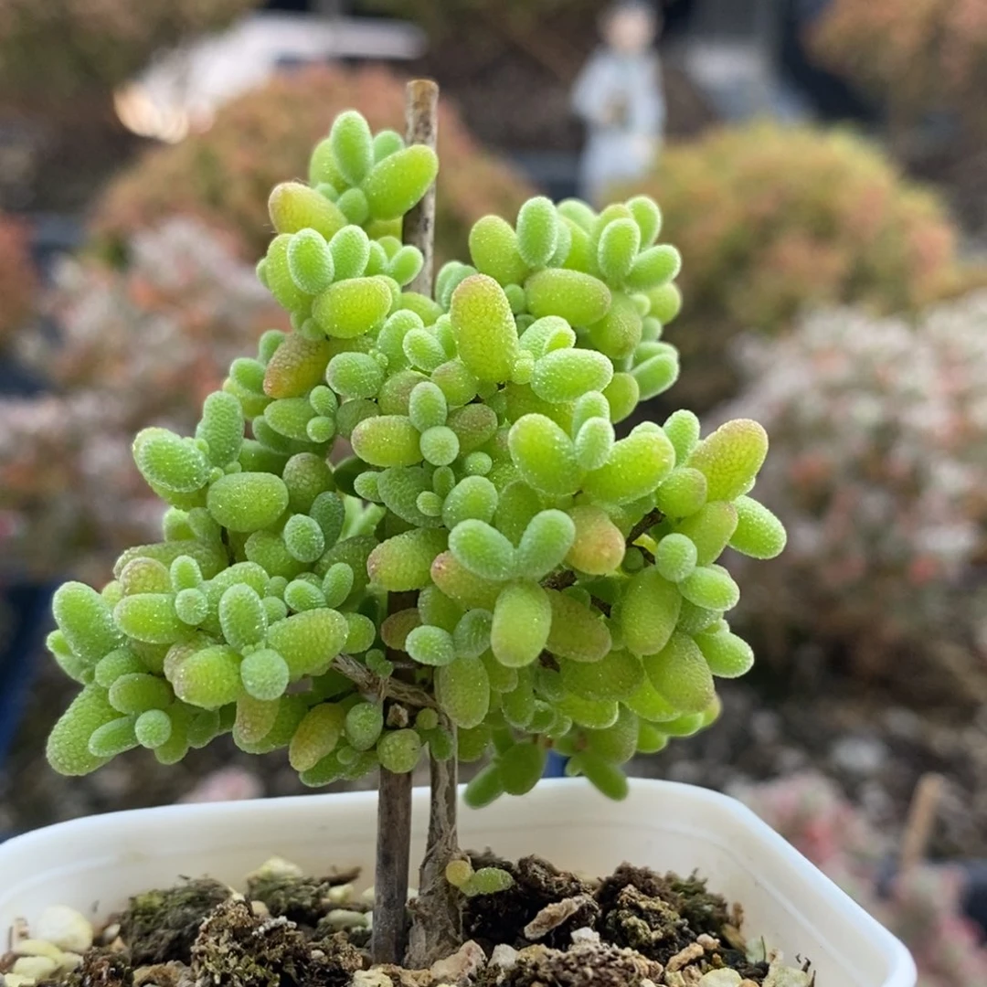 蜜橘糖球4390枝干番杏