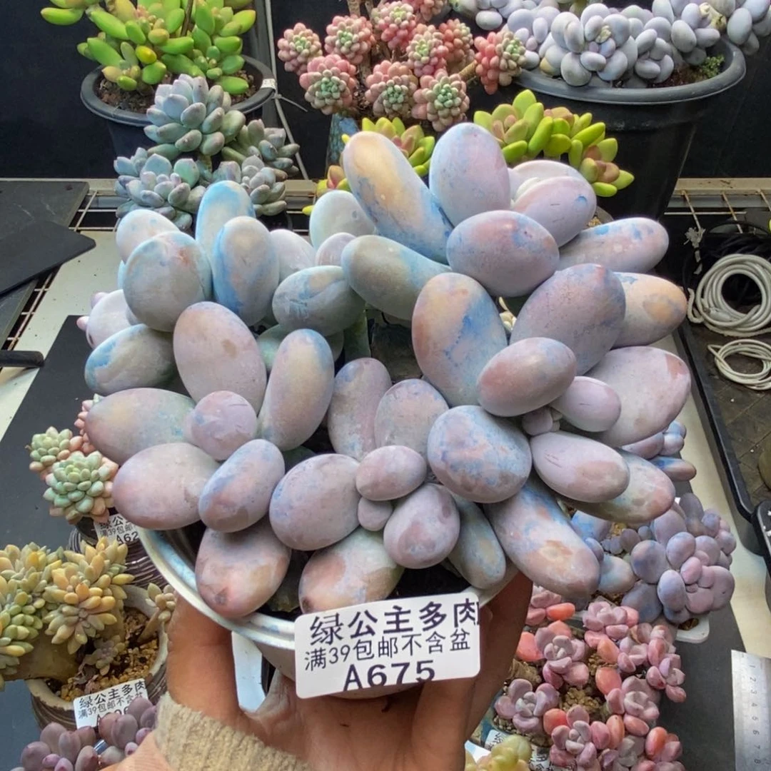 675芭比奶多肉11