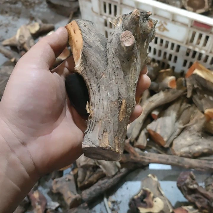 实***手大果紫檀（缅甸花梨）