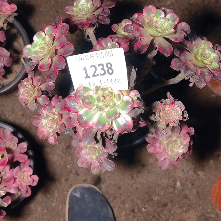 我***心1238丽娜多肉植物保护