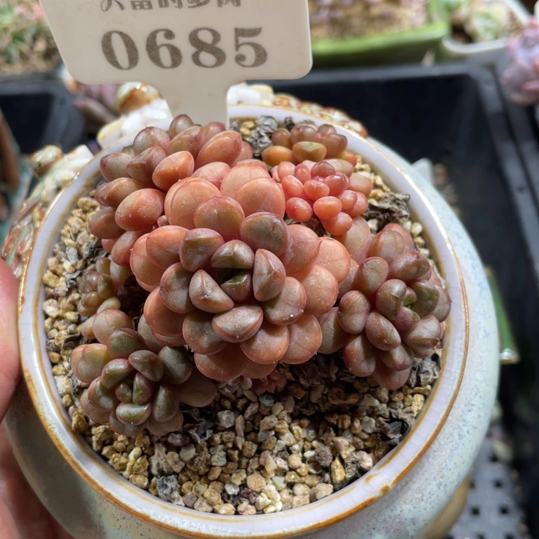 0685葡萄不带盆9厘米