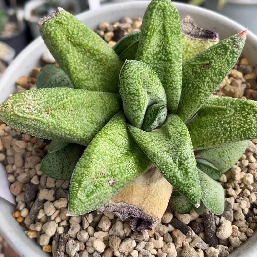 88春鹰啭群脱土发货11