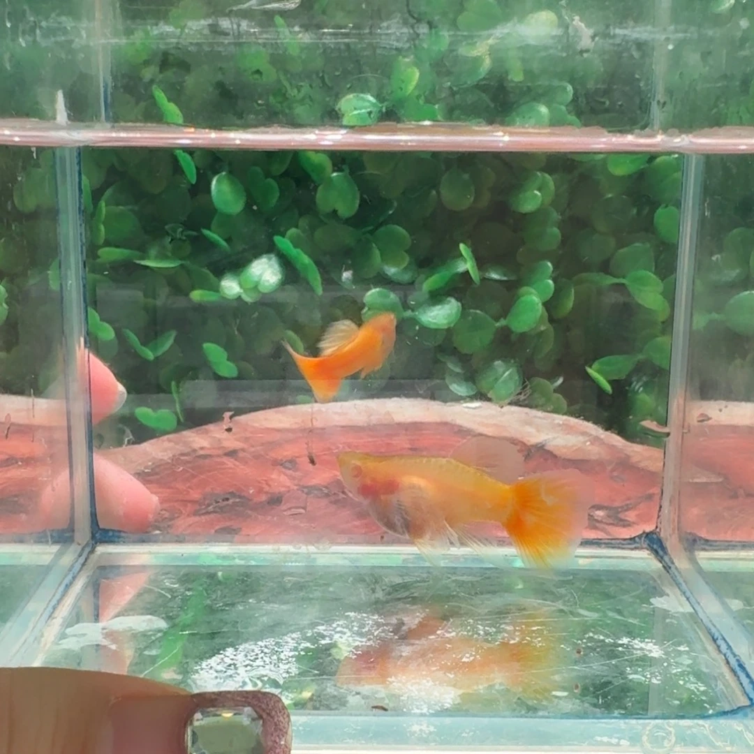 孔雀鱼小金条球C1对