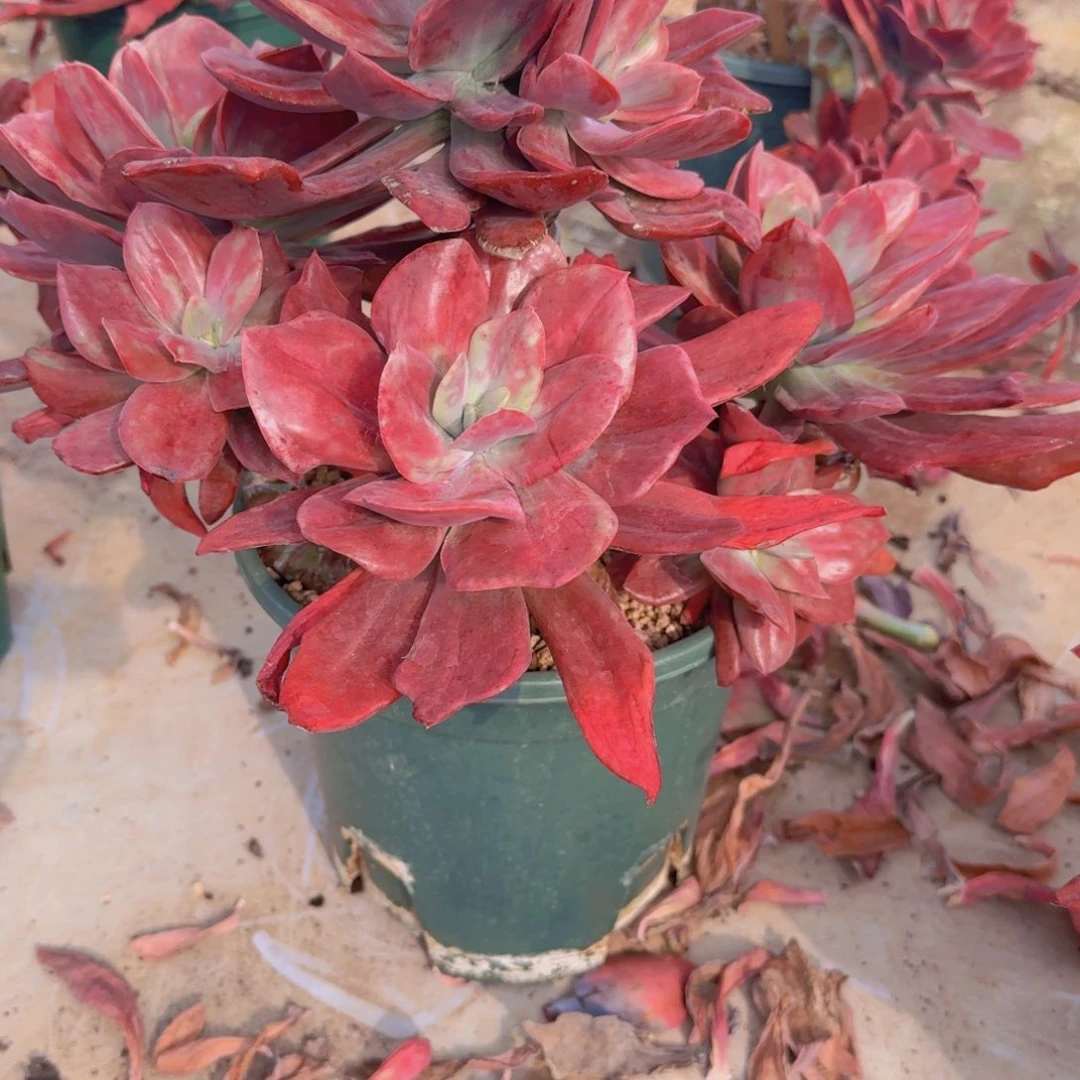 梦*?梦晴钻石锦凡艺多肉