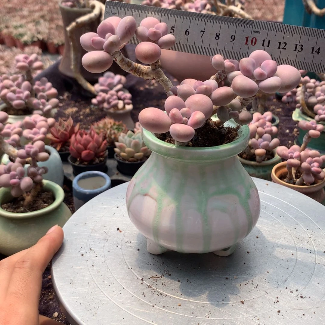 40号带盆偏远地区不包邮的