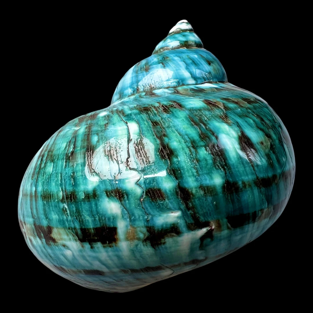 【帝王蝾螺（特大！精品）】92.7mm 赠1串杯托 天然贝壳 A96