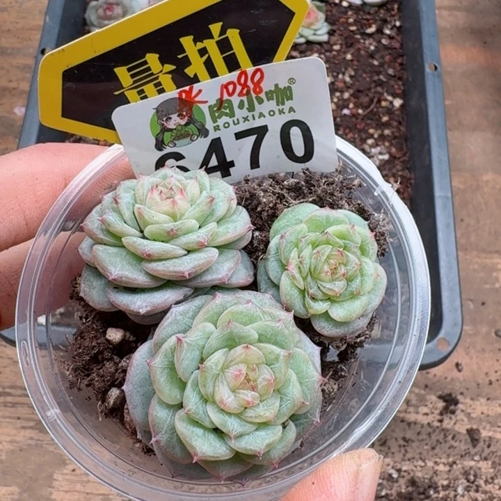 多肉植物多肉植物