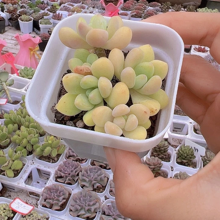 奶酪蛋糕群19包邮多肉