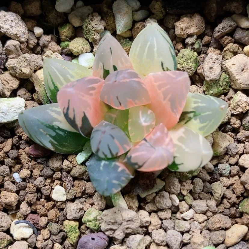 【闪购商品】42黑葡萄玉露锦