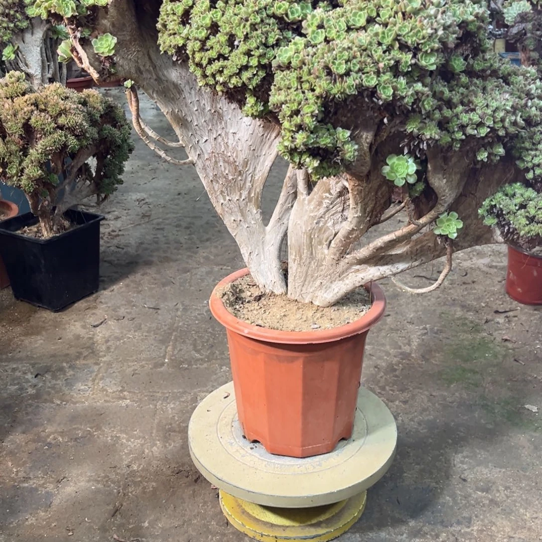 精品法师一物一拍