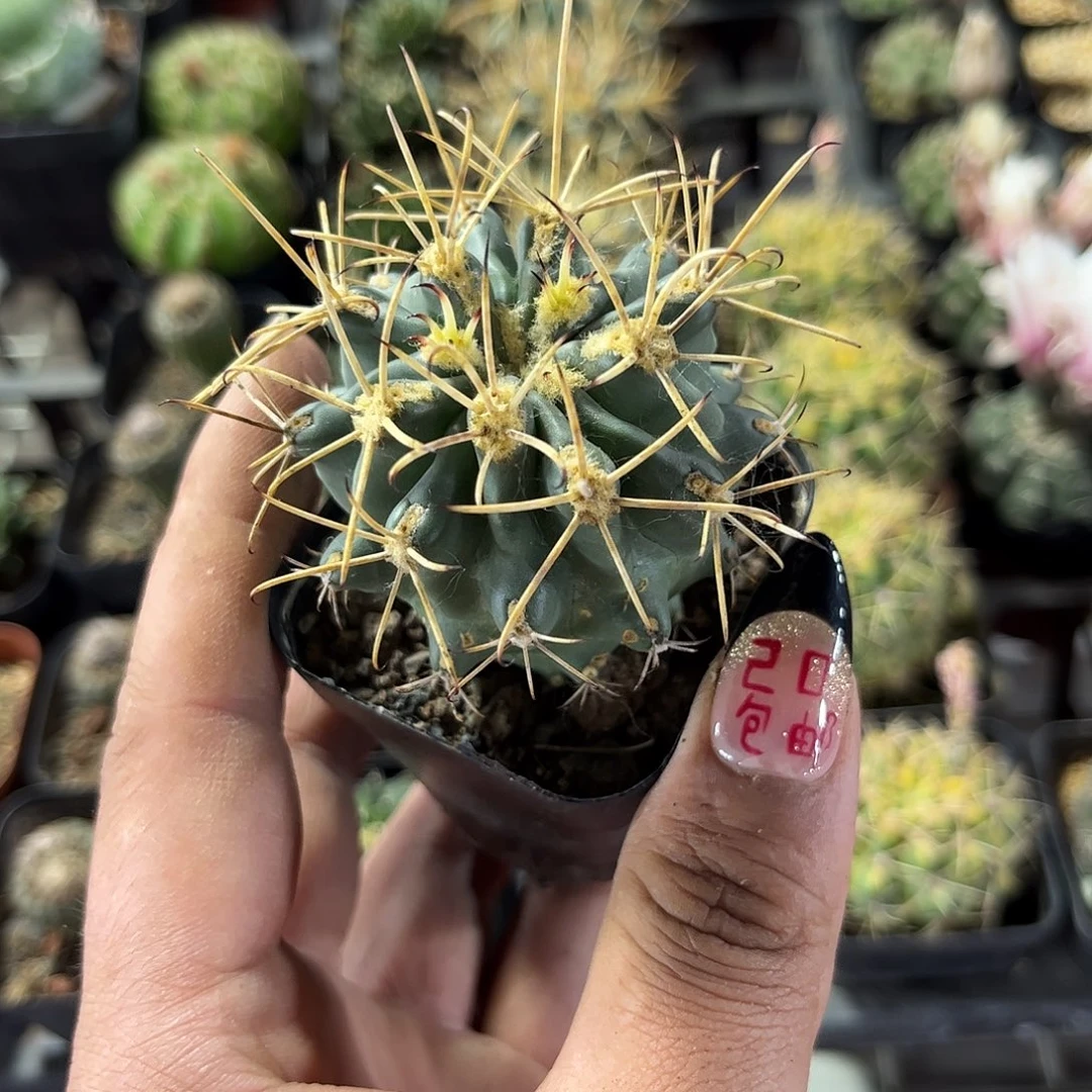 单头黑罗萨单头发货有根发货