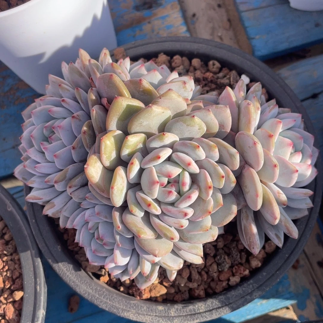 星星橙多肉植物盆栽