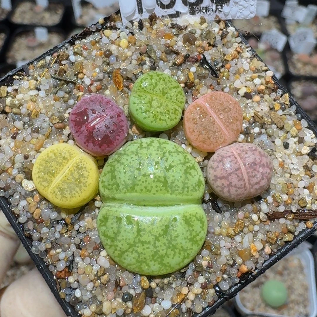 zzzzz精品生石花1058