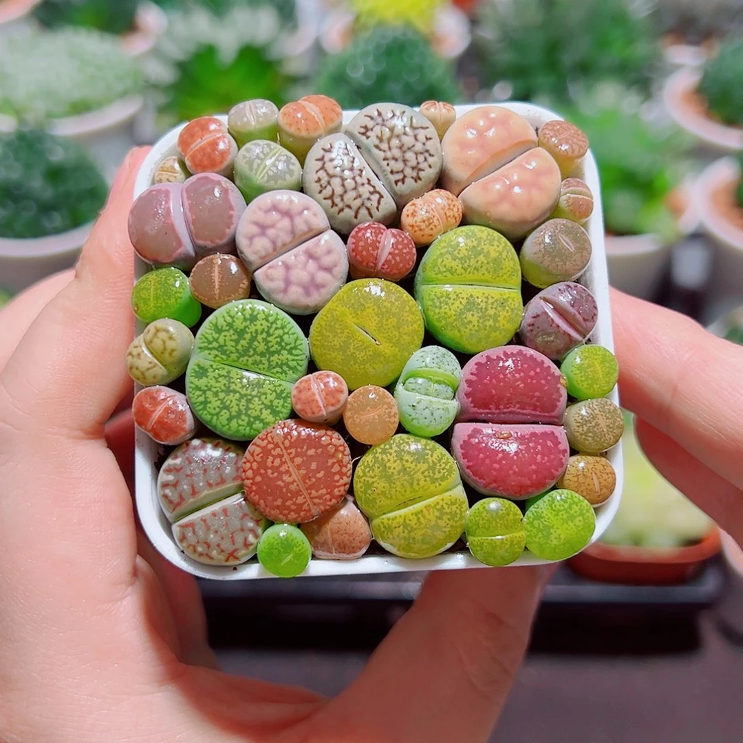 彩拼生石花带白盆种好