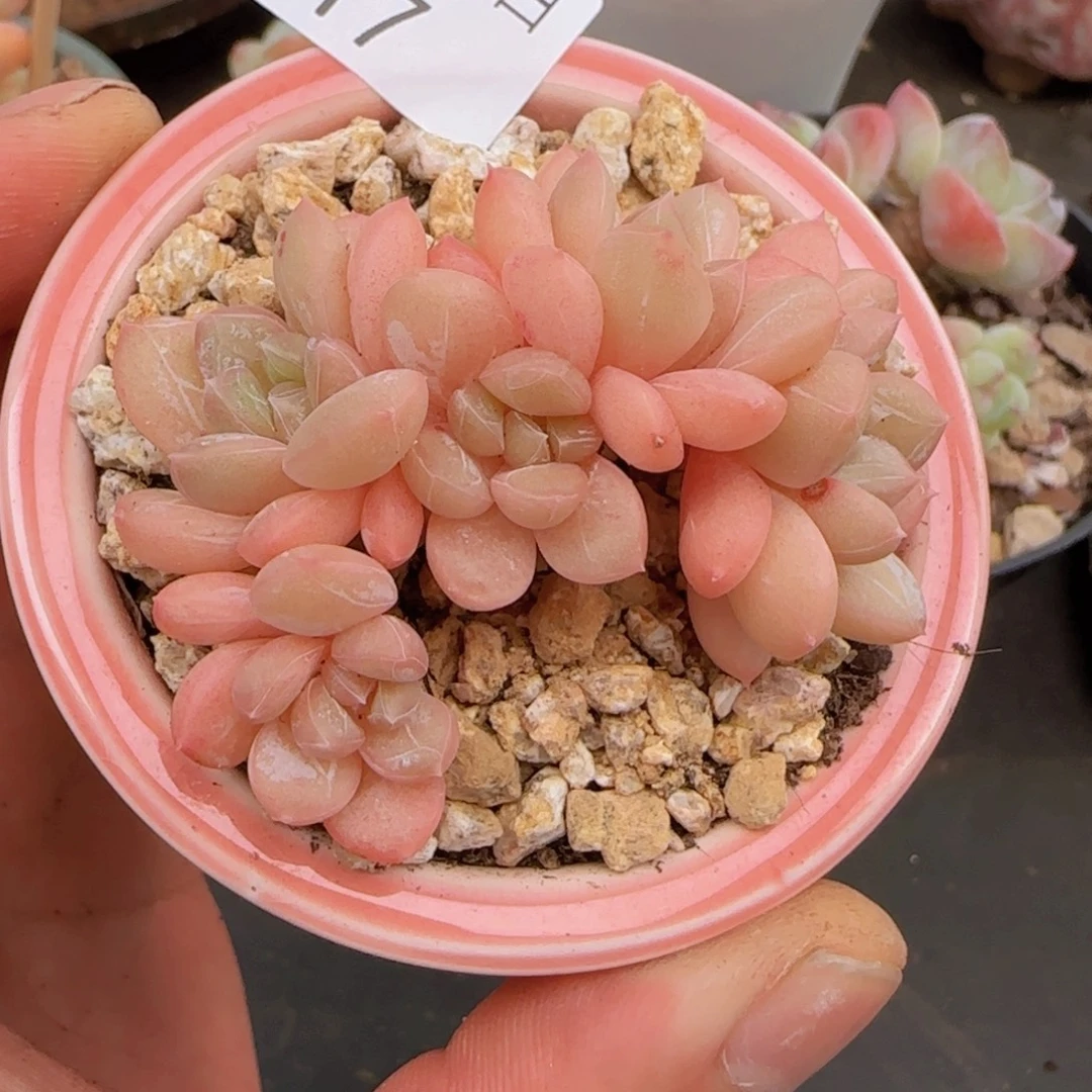 百达翡翠五头小老桩