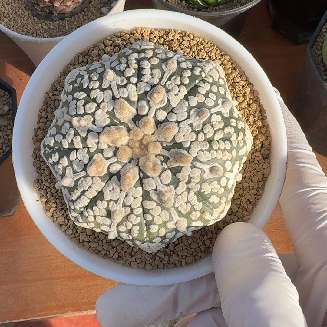 Z****117号海星兜仙人球