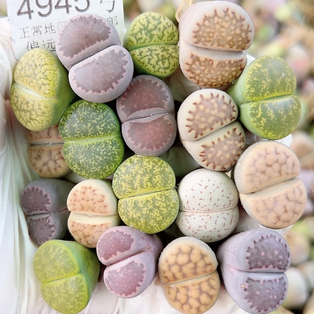 4945 好养易活生石花大母本18个