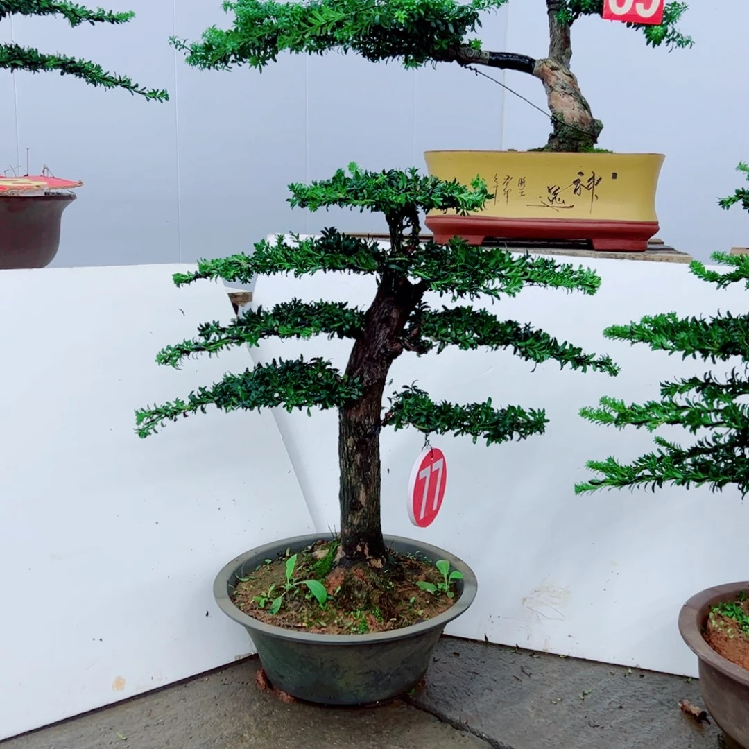 无花朵罗汉松盆景造型树形象设计