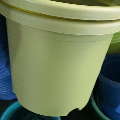 树脂四季5号果绿无托6个特价