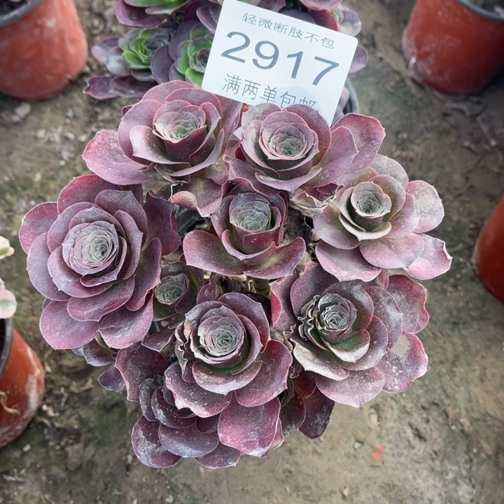 2917魅金的的多肉的人