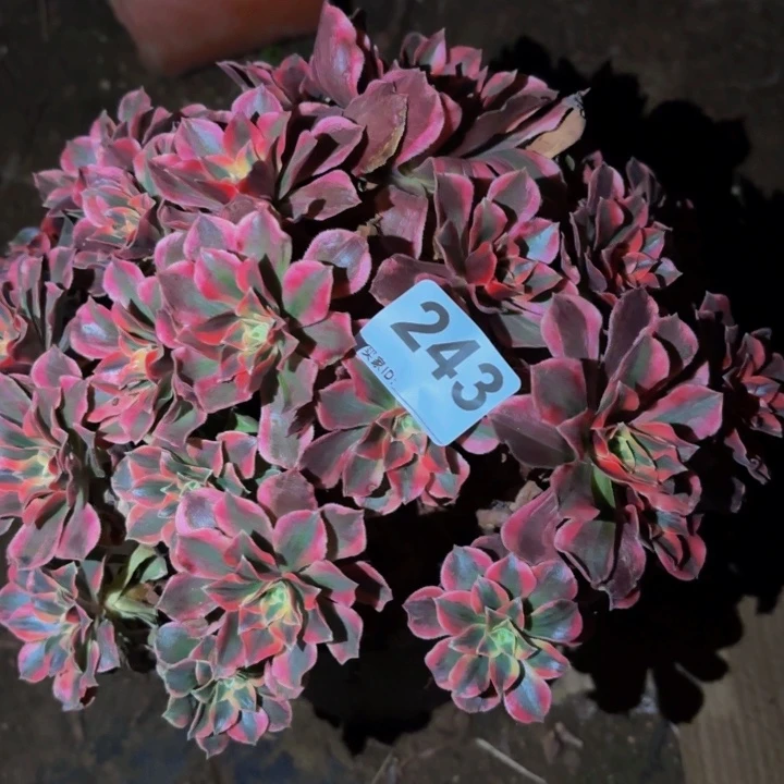 243女妖多肉植物不售后