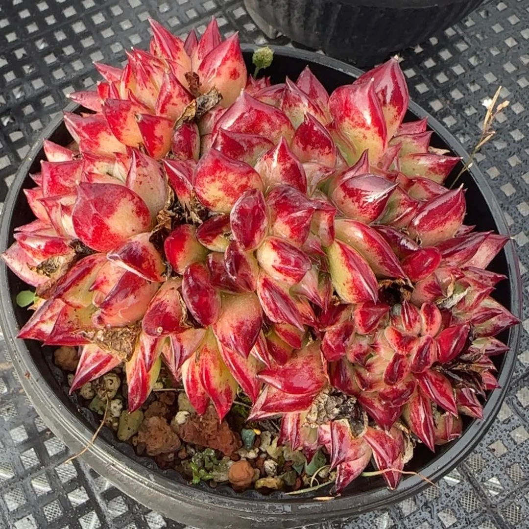 从前慢花园精选多肉红拉糖缀