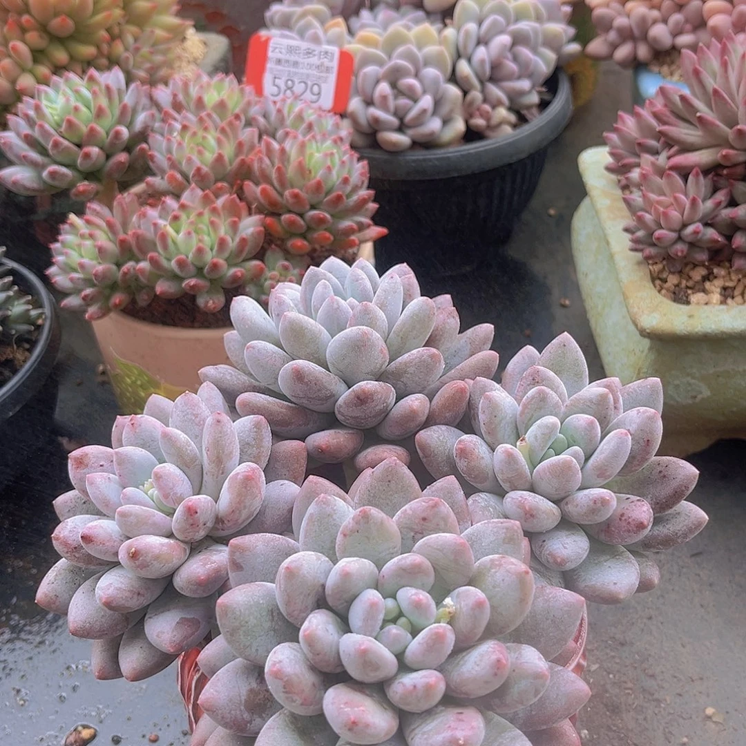 5868香索美人多肉植物v